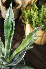 Image result for Asphodelaceae