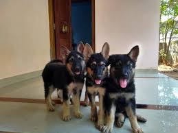 We would like to show you a description here but the site won't allow us. German Shepherd For Sale In Kerala 37 Petzlover