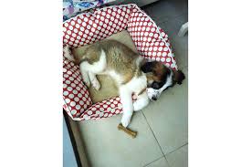 Sahibinden Safkan St Bernard