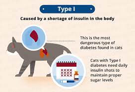 We did not find results for: Diabetes In Cats Causes Symptoms Treatment Canna Pet
