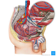 Adenocarcinoma cancers being usually in one of the following organs: Prostatic Venous Plexus Anatomy Tributaries Drainage Kenhub