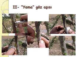 Ppt Asi Ile Cogaltim Ayri Bir Sunu Olarak Verilmektedir Powerpoint Presentation Id 4516916