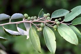 Image result for Grewia trichocarpa