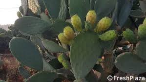 There are about 190 different species of opuntia. Sicilian Prickly Pear Market Finds New Drive Thanks To Pdo Mark