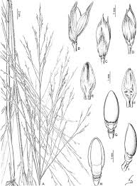 Image result for Panicum heterostachyum