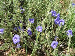 Image result for Aptosimum albomarginatum