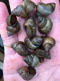 12 Large 1 2 1 Japanese Trapdoor Snails Viviparus Https Www Amazon Com Dp B01koubw52 Ref Cm Sw R Food Animals Fish Ponds Backyard Large Fish Tanks