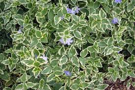 Jul 01, 2021 · perennial ground cover plants with purple flowers. Variegated Vinca Major Ground Cover Ground Cover Front Flower Beds Vinca