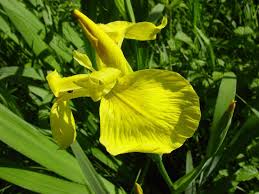 Image result for Zygotritonia atropurpurea