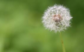 Dandelion Flower In Malay Best Flower Wallpaper