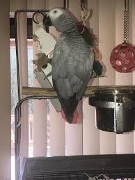 Some common vaccinations that dogs require include rabies, hepatitis and distemper. Mickaboo Companion Bird Rescue Reviews And Ratings San Jose Ca Donate Volunteer Review Greatnonprofits