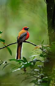 Small Birds With White Heads Cede Prudente A Great Bird Photographer In Malaysian Borneo Pet Birds Wild Birds Bird