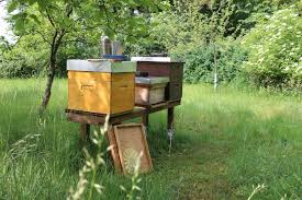 Imker Werden Und Bienen Halten 7 Tipps Mit Bildern Bienen Imker Bienen Halten