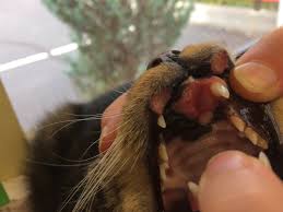 Canker sores are incredibly popular, affecting nearly 25% of americans. Rodent Ulcers Sores On A Cat S Mouth From An Allergic Reaction