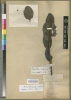 Image result for Phragmanthera cornetii