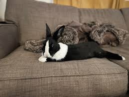 Image result for tbn:nuNU7FPK4A54yM::rvforsaleguide.com/images/bunny-resting-picture.jpg