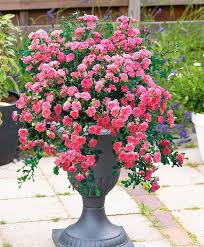 Use them in commercial designs under lifetime, perpetual & worldwide rights. Pin By Marla Corson On Container Garden Container Flowers Container Gardening Container Plants