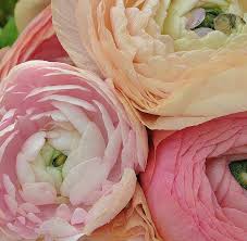 Ranunculus Tecolote Pastel Mix Expensive Flowers Growing Flowers Plants