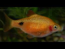 Our bulk live feeder rosy red minnows are available in a variety of pack sizes in 1 to 2 inch and 2 to 3 inch sizes. Rosy Red Minnows Breeding And Laying Eggs Youtube