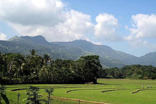 Embilipitiya market town near Udawalawe buffalo curd local life Sri Lanka