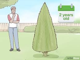 When to prune arborvitae trees? 3 Ways To Prune Arborvitae Wikihow