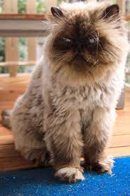 104 Grumpy Flat Faced Cats Flat Faced Cat Cats Persian Cat