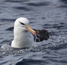 Black-browed albatross – Australian Antarctic Program