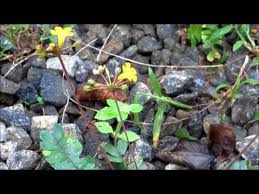 Image result for Biophytum helenae