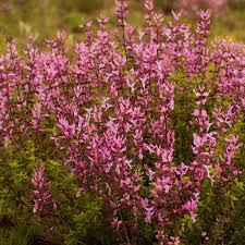 Image result for Syncolostemon canescens