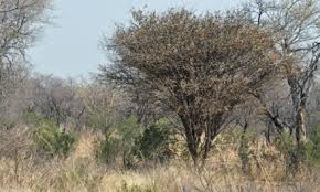 Image result for Neocussonia umbellifera