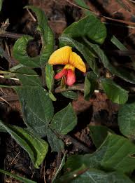 Image result for Rhynchosia monophylla