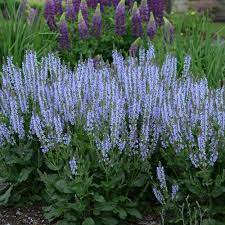 (spike speedwell) this taller perennial provides height in the garden without too much horizontal space. Color Spires Crystal Blue Perennial Salvia Salvia Nemorosa Proven Winners
