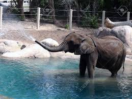 Download this video clip and other motion backgrounds, special effects, after effects templates and more. An Elephant Spraying Water Through The Trunk Stock Photo Picture And Royalty Free Image Image 1449656