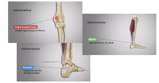 The gastrocnemius with the soleus, is the main plantarflexor of the ankle joint. Exploring Origin Insertion And Action 3d Muscle Lab