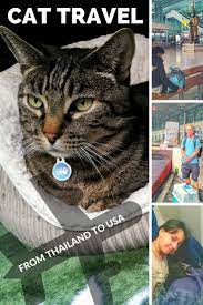 Pet Travel Tips Taking A Cat From Thailand To Us A Guide On What You Will Need To Travel With Your Cat From Thailand To The Usa D Pet Travel Cat