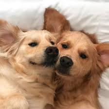14 Pros And Cons Of One Of The Best Family Dogs The Golden Retriever Page 2 Of 3 In 2020 Labrador Retriever Facts Labrador Retriever Training Labrador Retriever