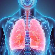 Human heart with vessels, lungs, bronchial tree and cut rib cage. Your Lungs Are Really Amazing An Anatomy Professor Explains Why