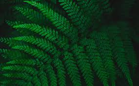 You can use hd backgrounds green aesthetic for your mac desktop background, windows screensavers, iphone wallpapers, tablet or android lock screen and another smartphone device for free. Green Fern Leaf Ultra Aero Fresh Green Background Leaf Plant Fern Aesthetic Hd Wallpaper Peakpx