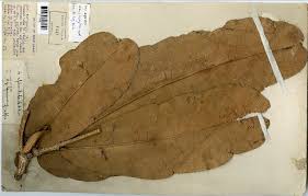 Image result for Gilbertiodendron