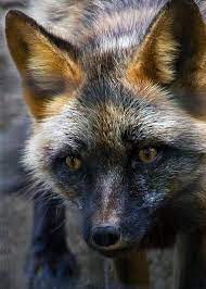 Sign In Animals Beautiful Pet Fox Wild Dogs