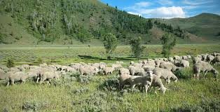 Targeted grazing by sheep to control invasive species and reduce wildfire  risk