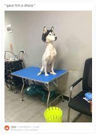 Photo Of Shaved Husky Goes Viral Sparks Controversy
