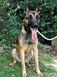 Epingle Sur Animaux En Detresse