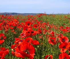 Poppy Free Stock Photos Download 246 Free Stock Photos For Commercial Use Format Hd High Resolution Jpg Images Free for commercial use no attribution required high quality images.