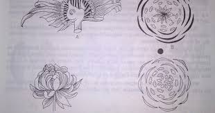There Are Six Different Flower Terminology I E A Complete And Incomplete Flowers A Flower Is Said To Be Complete W Different Flowers Floral Accessories Whorl