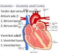 Denyut nadi diartikan sebagai kontraksi arteri (pembuluh darah bersih) per menit sebagai respons terhadap detak jantung. Anatomi Dan Fisiologi 1 Jantung Cor Ppt Download