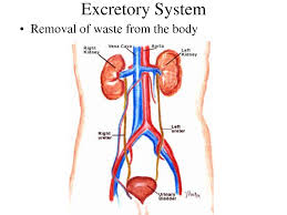 Human Anatomy Of Excretory System Male Excretory System