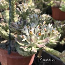 Image result for Monadenium nervosum