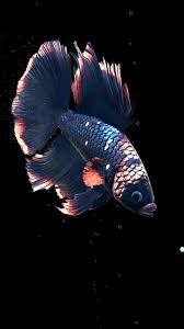 Enjoy beautiful 3d fish of every color imaginable and a variety of underwater plants. Live Fish Wallpapers Wallpaper Cave
