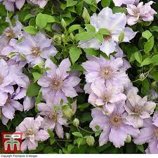 Most species are known as clematis in english, while some are also known as traveller's joy,. Clematis Tranquilite Evipo111 Thompson Morgan